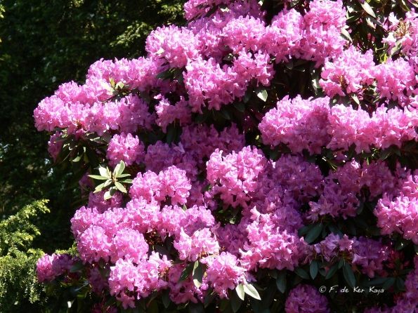 Bois des Moutiers (233) Mai 2012